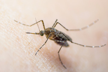 Aedes aegypti or yellow fever mosquito feeding blood on human skin, virus carrier spreading dengue, chikungunya, Zika, Mayaro, Malaria epidemic disease