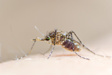 Aedes aegypti or yellow fever mosquito feeding blood on human skin, virus carrier spreading dengue, chikungunya, Zika, Mayaro, Malaria epidemic disease