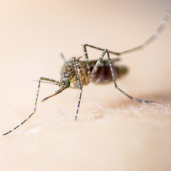 Aedes aegypti or yellow fever mosquito feeding blood on human skin, virus carrier spreading dengue, chikungunya, Zika, Mayaro, Malaria epidemic disease