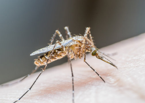 Aedes aegypti or yellow fever mosquito feeding blood on human skin, virus carrier spreading dengue, chikungunya, Zika, Mayaro, Malaria epidemic disease