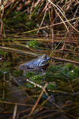Moorfrosch