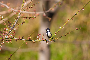 シジュウカラと桜