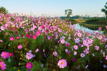 The beautiful  october - cosmos is in full bloom.