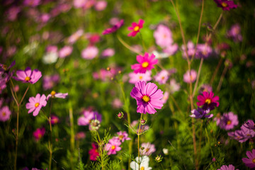 Obraz premium Cosmos flower in the green fields.