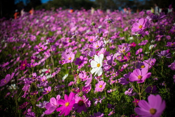 Obraz premium Cosmos flower in the green fields.