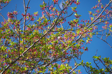 Tokyo, Japan-April 8, 2018: Lonlely blossom on a cherry blossom or sakura tree.