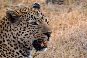 Fototapeta na wymiar The 'Ravenscourt' Male Leopard