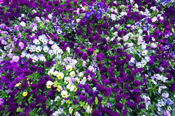 Fototapeta premium Tokyo, Japan-April 8, 2018: Flower carpet of pansies. Meadow with colorful violas.
