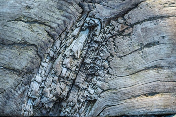 rough wooden texture