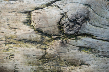 texture of wooden board on the ground