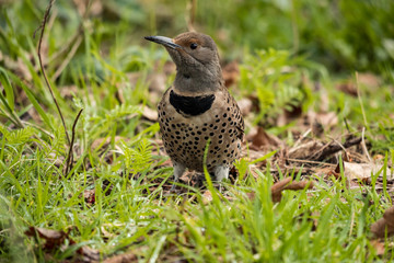 female woodpecker searching food on grass field