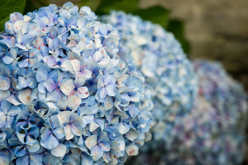 Blue Hydrangea Bloom