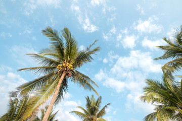 Fototapeta na wymiar Vintage nature background - coconut palm tree on tropical beach blue sky with sunlight of morning in summer, uprisen angle. vintage instagram filter
