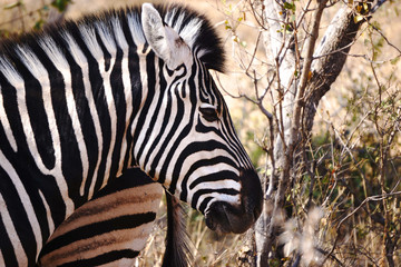 zebras at game reserve - south africa