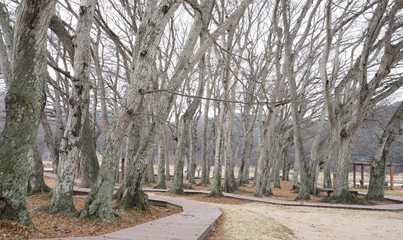 겨울철의 서어나무 풍경