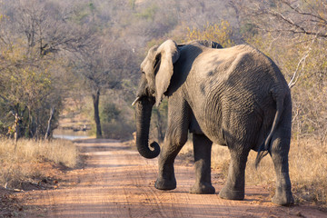 big five safari in kapama game reserve - south africa - elephants and Rino 