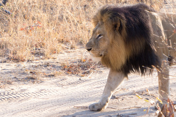 lions parade at kapama game reserve - south africa - safari 