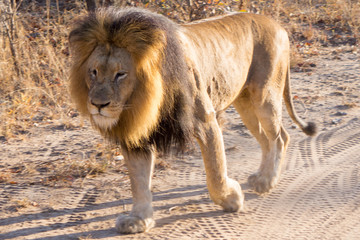 lions parade at kapama game reserve - south africa - safari 