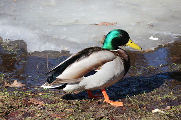 Duck in spring park
