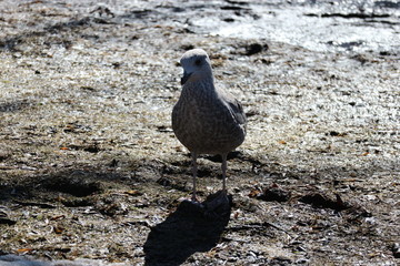 seagull in spring park