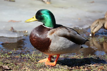 Duck in spring park