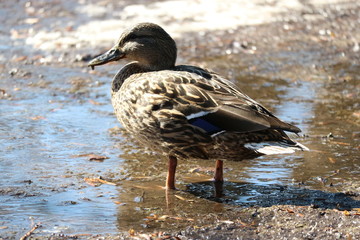 Duck in spring park
