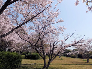 能古島アイランドパークの桜