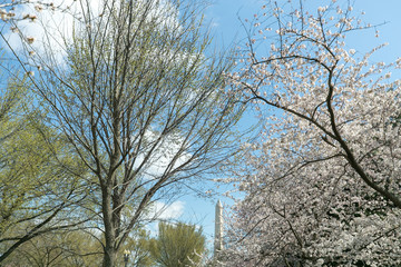 cherry blossom washington monument in the background