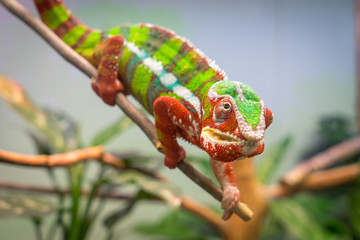 chameleon green, red