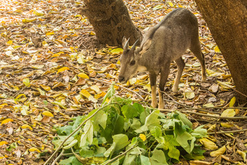 The chital or cheetal deer or spotted deer or axis deer is a species of deer that is native in the Indian subcontinent.