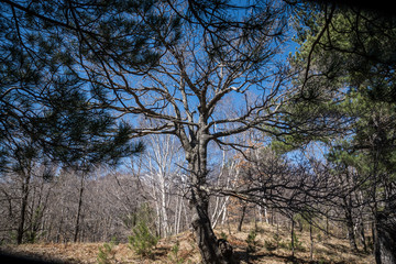 Albero della vita