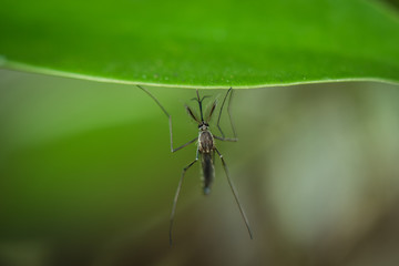 Male mosquito on a green leaf