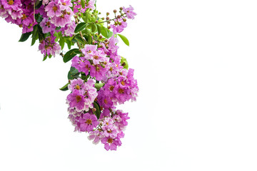 Bungor,Lagerstroemia floribunda Jack ,Lagerstroemia calyculata Kurz.