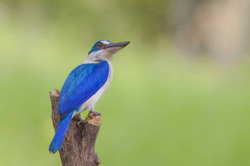 Beautiful bird in nature collared Kingfisher (Halcyon chloris)