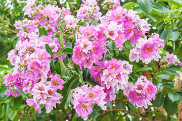 Bungor,Lagerstroemia floribunda Jack ,Lagerstroemia calyculata Kurz.