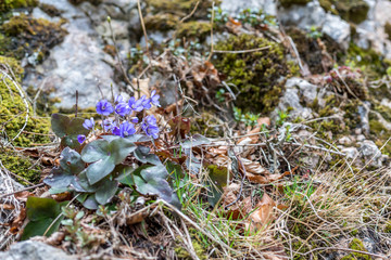 Blaues Blümchen in den Bergen