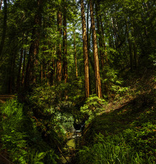 Redwood Stream