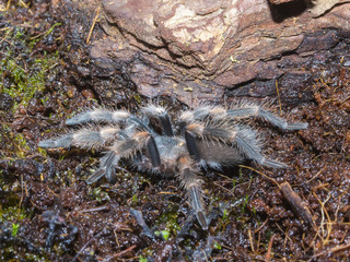 Brachypelma the spider