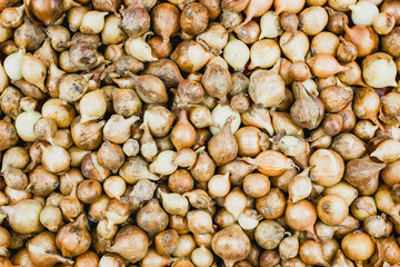 Small bulbs for seedlings. Preparation for planting in the garden.