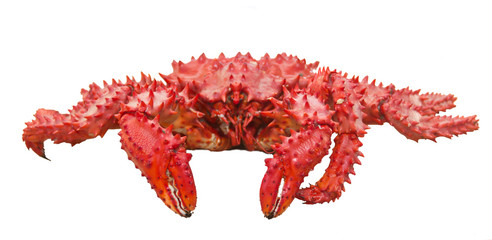Sakhalin boiled crab isolated on white background