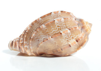 Harpa major, common name large harp, or major harp,is a species of large predatory sea snail, a marine gastropod mollusks in the family Harpidae,