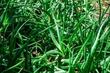 Aloe vera plantation farm