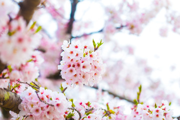 Pink sakura flower blossom on tree branch