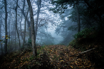 Fototapeta premium Fog 06