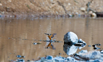 Alcedo atthis カワセミの狩り