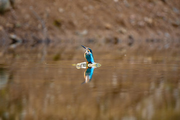 Obraz premium Alcedo atthis カワセミの狩り