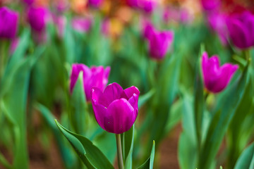 Colorful fresh tulip flower