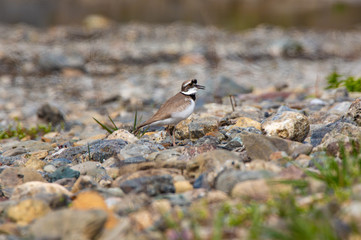 Charadrius placidus イカルチドリ　川原で遊ぶ野鳥　日本　河原の石に溶け込む保護色