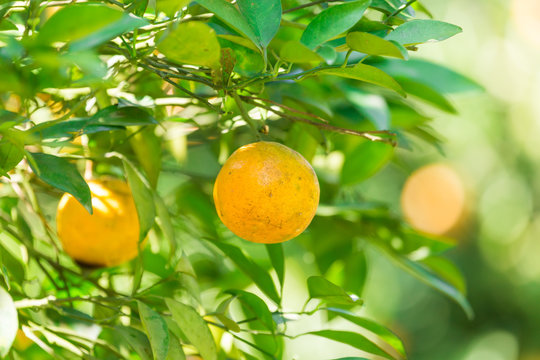 Orange Plantation Garden