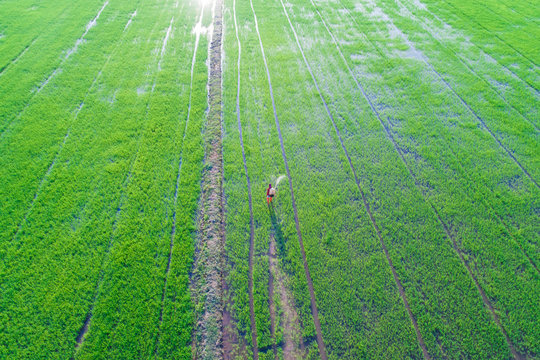 Farmer working fertilize spread in rice plantation